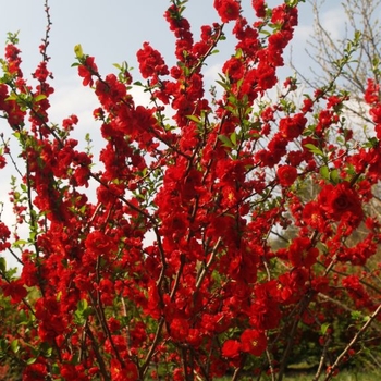 Chaenomeles speciosa Double Take® 'Scarlet' (092792)