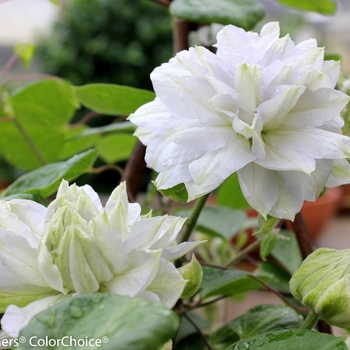 Clematis 'Diamond Ball' (092804)