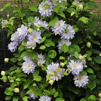 Clematis 'Diamond Ball' (092806)