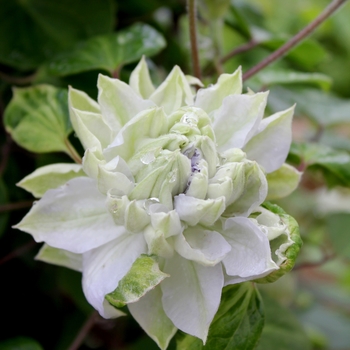 Clematis 'Diamond Ball' (092807)