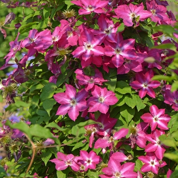 Clematis 'Viva Polonia' (092811)