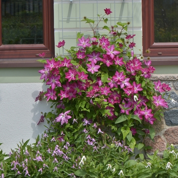 Clematis 'Viva Polonia' (092812)