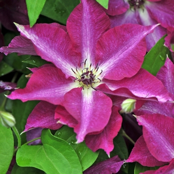 Clematis 'Viva Polonia' (092813)