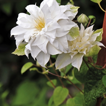 Clematis 'Madame Maria®' (092829)