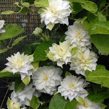 Clematis 'Madame Maria®' (092830)