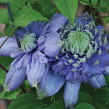 Clematis 'Blue Light®' (092938)