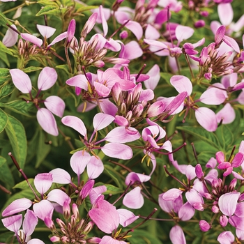 Cleome 'Pequena Rosalita®' (093667)