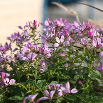 Cleome 'Pequena Rosalita®' (093668)