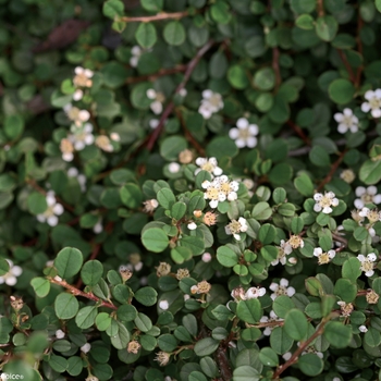 Cotoneaster procumbens 'Little Dipper®' (093754)