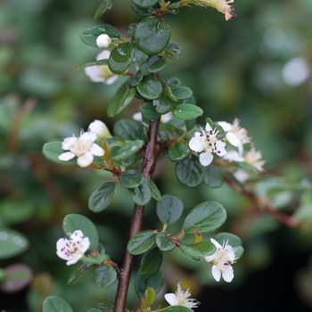 Cotoneaster procumbens 'Little Dipper®' (093758)