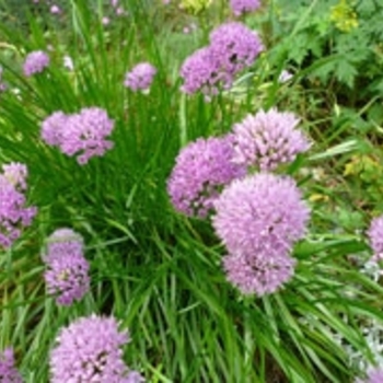 Allium senescens 'Mini Milli' 