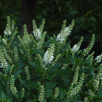 Clethra alnifolia 'Sugartina®' (095319)