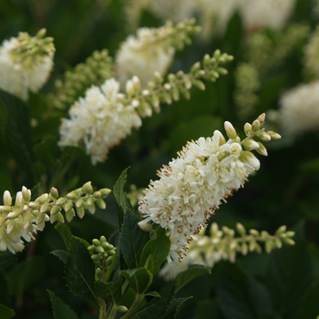 Clethra alnifolia 'Sugartina®' (095322)