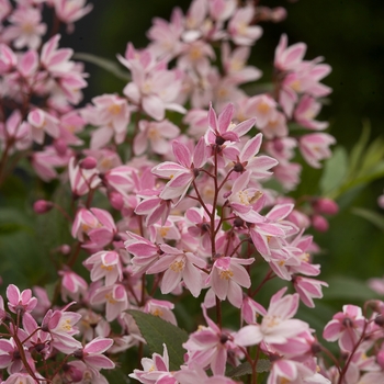 Deutzia 'Yuki Cherry Blossom®' (095329)