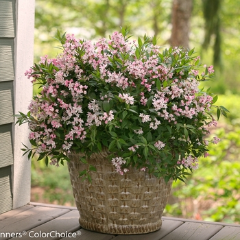 Deutzia 'Yuki Cherry Blossom®' (095331)