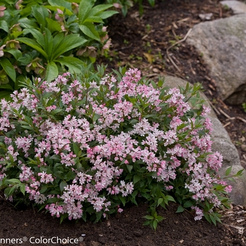 Deutzia 'Yuki Cherry Blossom®' (095332)