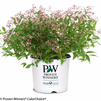 Deutzia 'Yuki Cherry Blossom®' (095336)