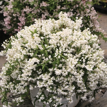 Deutzia 'Yuki Snowflake®' (095344)