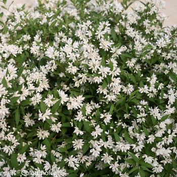 Deutzia 'Yuki Snowflake®' (095345)