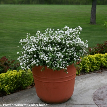 Deutzia 'Yuki Snowflake®' (095347)