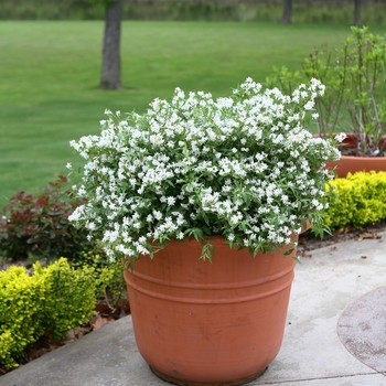 Deutzia 'Yuki Snowflake®' (095348)