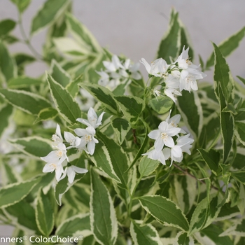 Deutzia gracilis 'Creme Fraiche®' (095361)