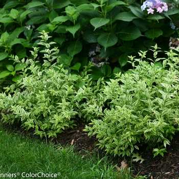 Deutzia gracilis 'Creme Fraiche®' (095364)