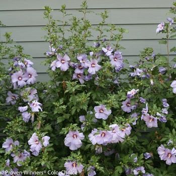 Hibiscus syriacus 'Azurri Blue Satin®' (095384)