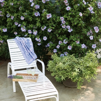 Hibiscus syriacus 'Azurri Blue Satin®' (095386)