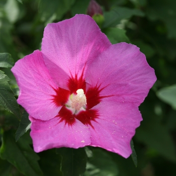 HIbiscus syriacus 'Lil' Kim® Violet' (095400)