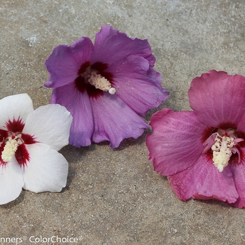 HIbiscus syriacus 'Lil' Kim® Violet' (095402)