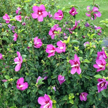 HIbiscus syriacus 'Lil' Kim® Violet' (095403)