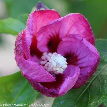 HIbiscus syriacus 'Lil' Kim® Violet' (095405)