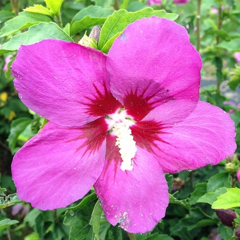 HIbiscus syriacus 'Lil' Kim® Violet' (095406)