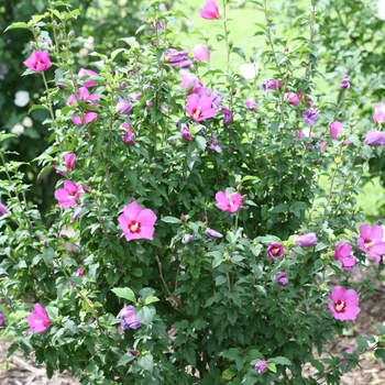 HIbiscus syriacus 'Lil' Kim® Violet' (095407)