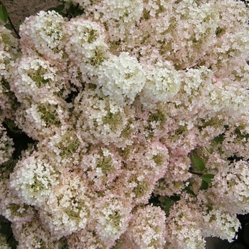 Hydrangea paniculata 'Bobo®' (095411)