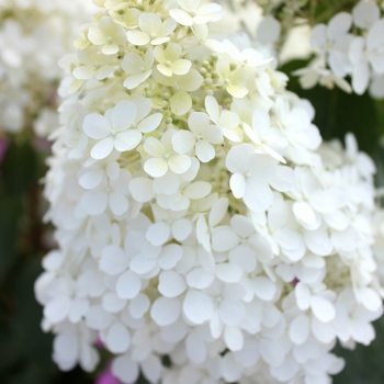 Hydrangea paniculata 'Bobo®' (095412)