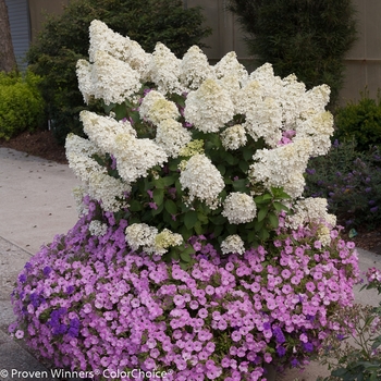 Hydrangea paniculata 'Bobo®' (095413)