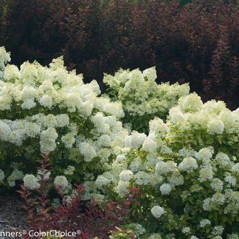 Hydrangea paniculata 'Bobo®' (095414)