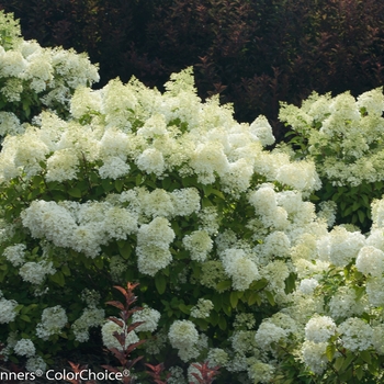 Hydrangea paniculata 'Bobo®' (095415)