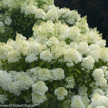 Hydrangea paniculata 'Bobo®' (095416)