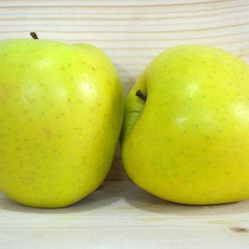 Malus domestica 'Golden Delicious' (095563)