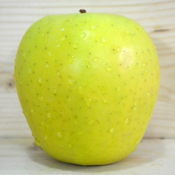 Malus domestica 'Golden Delicious' (095564)