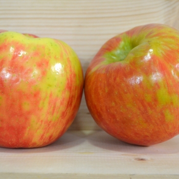 Malus domestica 'Honeycrisp' (095570)