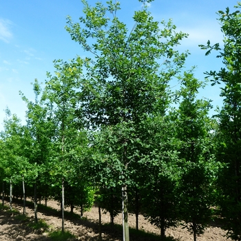 Quercus robur 'Fastigiata' Pyramidal English Oak from Garden Center ...