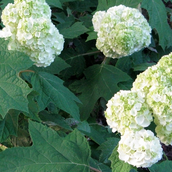 Hydrangea quercifolia 'Gatsby Moon®' (095661)