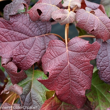 Hydrangea quercifolia 'Gatsby Moon®' (095662)