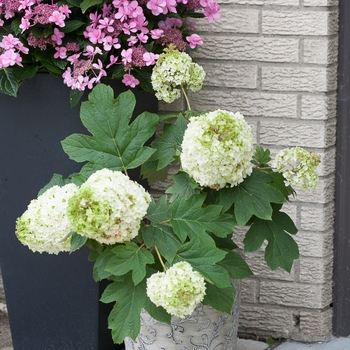 Hydrangea quercifolia 'Gatsby Moon®' (095663)