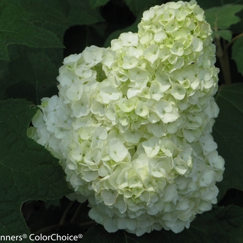 Hydrangea quercifolia 'Gatsby Moon®' (095669)