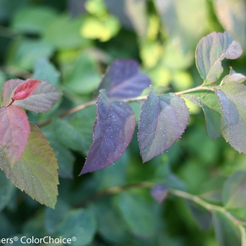 Spiraea media Double Play® 'Blue Kazoo®' (095674)